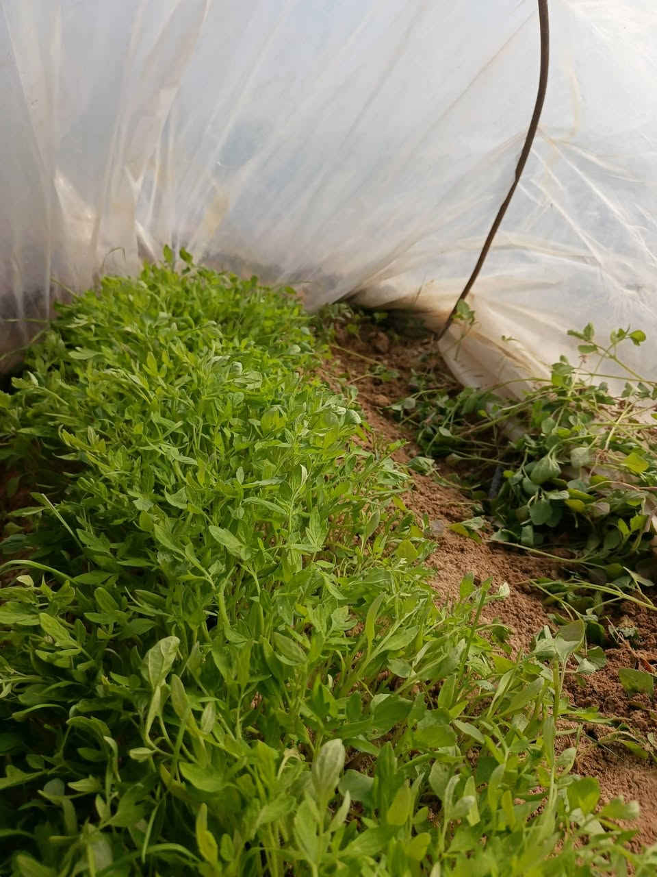 شتل طماطم للبيع مقاوم الامل 
‏‪***********‬‏
