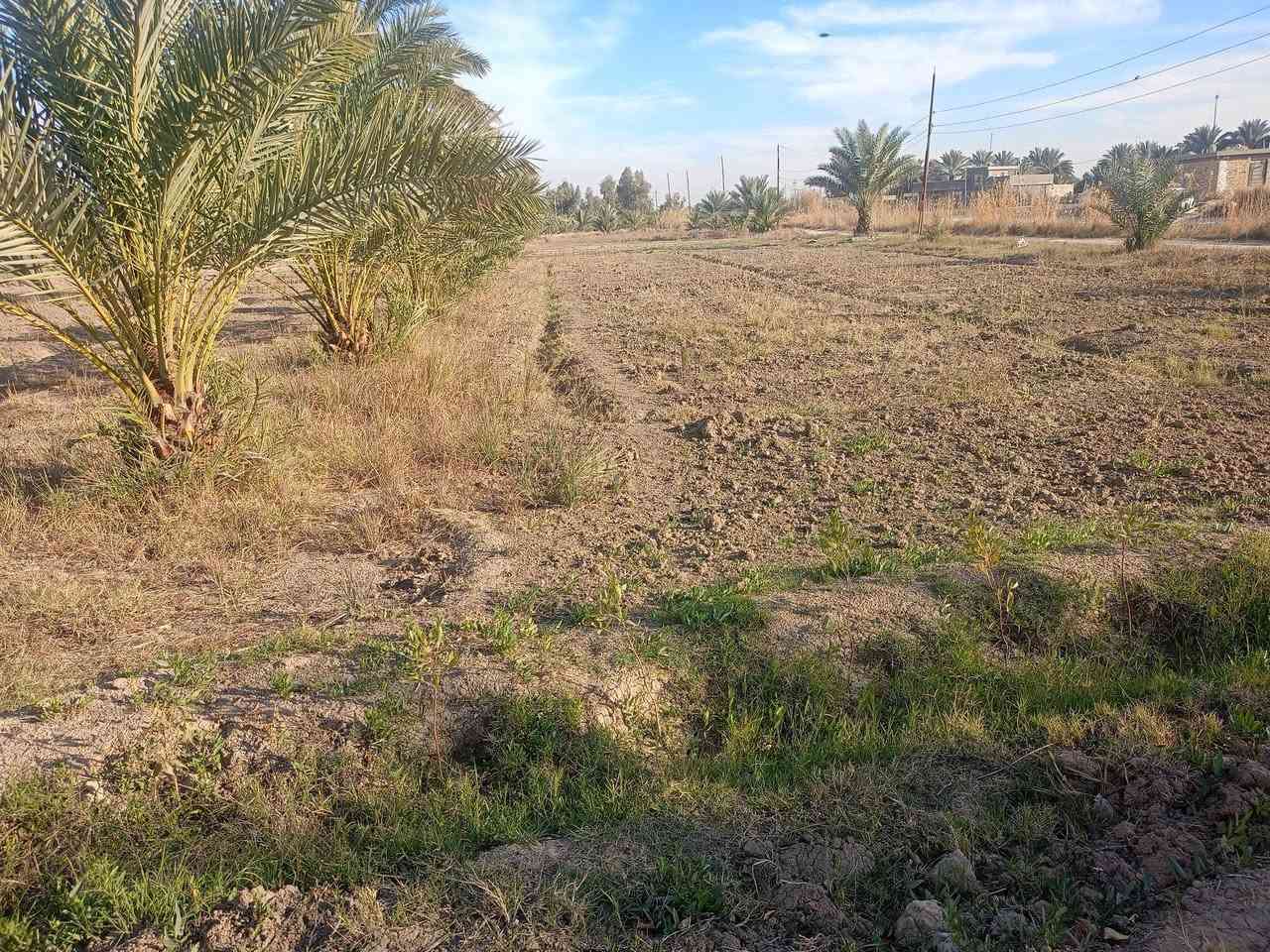 أرض زراعيه أربع دوانم للبيع
تبعد عن شارع 100 متر تقريباً 
كافة خدمات بيها 
مع بيت وبتلو
كهرباء/ مولد/ ماء 
مركز صحي / مدراس 
العنوان/بابل/ الكفل/ المراديه جدوع
السعر خاص 
للتواصل بنا اتصال على الرقم ***********
