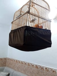 تلبيسة قفاصة • شغل درجة أولى • شهربان الزهراء