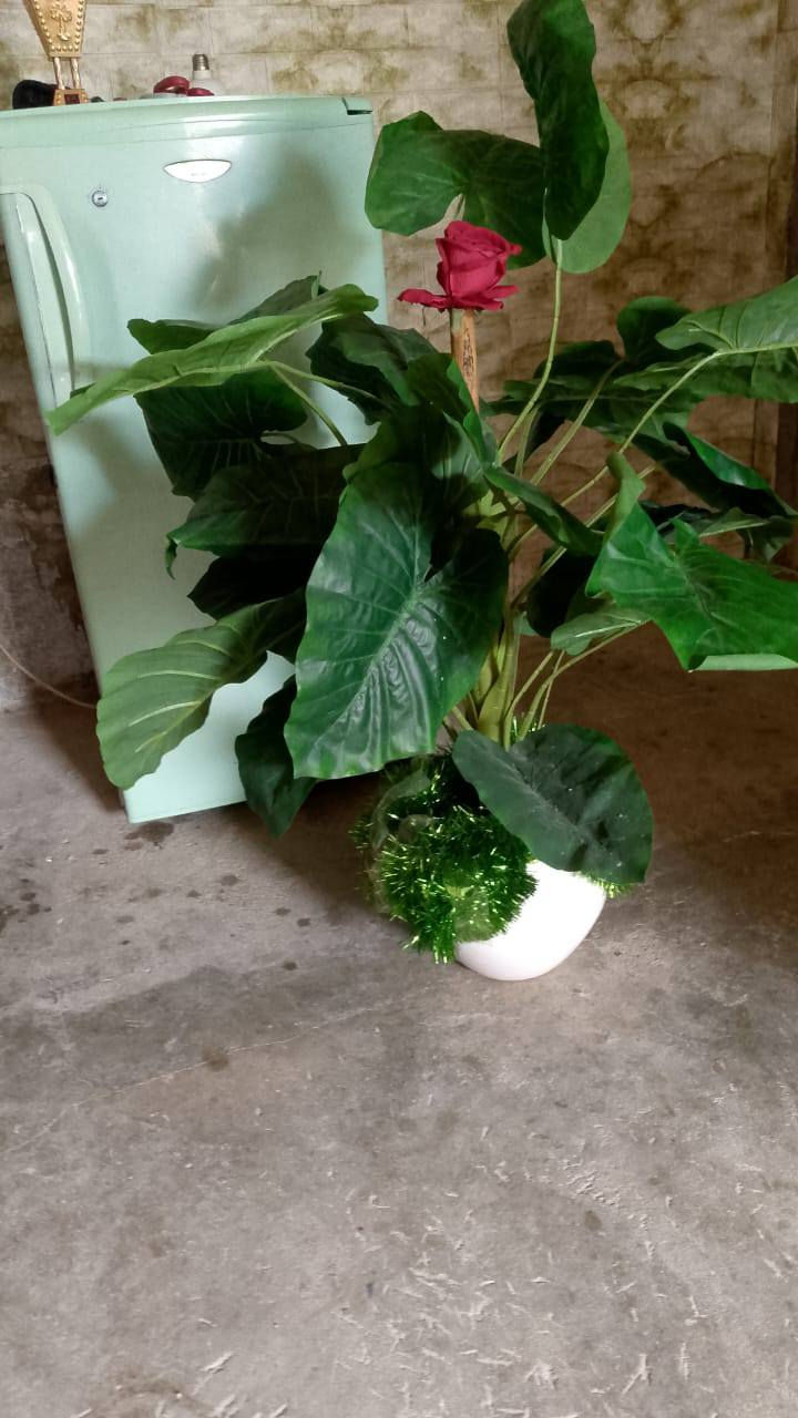 السلام عليكم شجره بهذا الشكل الجميل وعربانه اصير بالمطبخ للبصل الاي شي تترتب جميله


**إذا كنت صاحب هذا الإعلان وتريد حذفه لأي سبب، رجاءا أرسل رسالة إلى الدعم الفني**