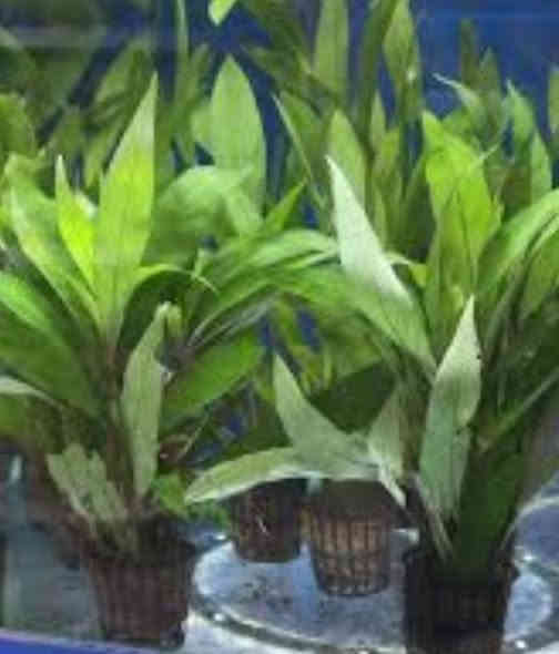 يا الله  اللهم صل على محمد وال محمد
عرض ناري ناري🔥 يخص النباتات لحد ما تخلص الكميه
نباتات طبيعيه لزراعة الاحواض كل 3 بــ 5 الف دينار
الي يشتري من معرضنا بملغ اكثر من 40 الف دينار توصيله مجاني وين مايكون يوصلك الباب بيتك مجاني مجاني 
العنوان
طوز خورماتو سايدين امام احمد مقابل قصابة حكمت 
☎️سيد ليث *********** واتساب او اتصال
☎سيد منتظر *********** واتساب او اتصال
🚚يتوفر خدمه توصيل داخل طوز خورماتو مجاني 
🚛 يتوفر خدمة توصيل جميع المحافظات 6 الف دينار
