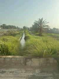 الشيخ عامر العيساويه • دوانم • رخيصة