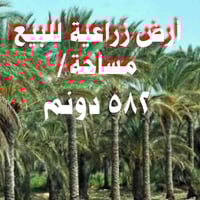 سند زراعي • ٥٨٢ دونم • ٦٠٠ نخلة