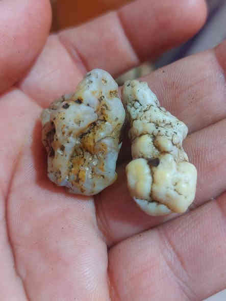 #يا #الله نوادر النوادر  الزوعات حيه نطفيات نثيه وفحل معطفات  ومصورات 🐉🐉🐉🐉🐸🐲🐸🐸🐸🐸🐸🐸
فول الفول واحد على واحد  مقوه ومنشط حسب القواعد الروحانيه الخاصه بالزوعات 
 #جزء #من  # #فوائدهن 
1 محبه وقبول وتسهيلات عامه 
2 جلب القلوب عالنضره 
3 جاه وجه والهيبه والقبل    ***********☎️📞👉
4 تسهيلات بالبيع وشراء 
5 يكون حاملهن محبوبن وصط الناس 
6 ينربطن للمحبه والقبول للزوجين او الحبيبين 
7.يكون حملهن  كالمغناطيز بلمحبه وسط قلوب الناس 
ينختمن مع طلسم خاصه بيهن 
#ملك #الزوعات على مستوه العراق والوطن العربي👉
