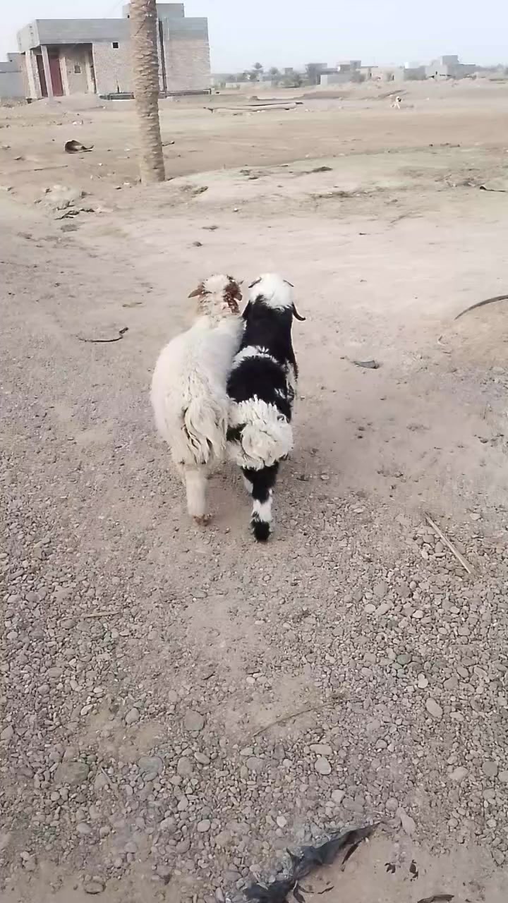 متاح زوج طليان بنات سنه قوازي مالات ربط خشنات وسمان اليريدهن يجي خاص اويتصل عل رقم  ***********  مكانهن هيت ناحية الفرات
