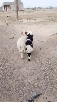 زوج طليان • بنات سنة • هيت ناحية الفرات