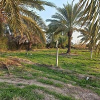 سويب بالزراعه • ارض • نص دونم