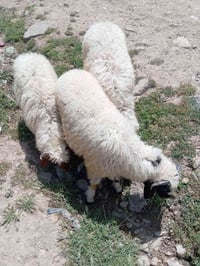 طليان • عدد ٣ • موصل