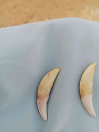 نيبان ذيب للبيع رقم واحد ذيب ملصتهن من عنده الرقم 07886662650