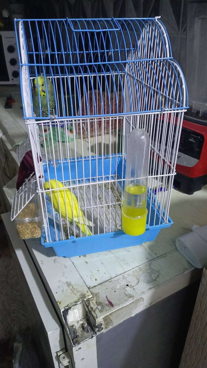 بلابل للبيع فحل وننثيه ويه القفص 25وبي مجال


**إذا كنت صاحب هذا الإعلان وتريد حذفه لأي سبب، رجاءا أرسل رسالة إلى الدعم الفني**