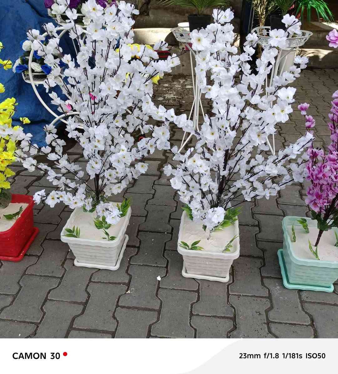 اشجار اصطناعية 🌴🌳🌲 لتزين بيتك 🌇🏠 بكل الاحجام و الأنواع ✅مرحبا بكم✅


**إذا كنت صاحب هذا الإعلان وتريد حذفه لأي سبب، رجاءا أرسل رسالة إلى الدعم الفني**