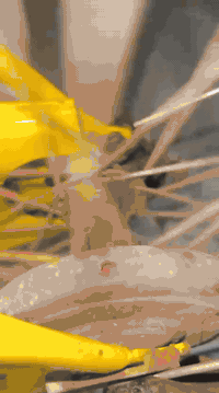 سلام عليكم باسكل للبيع نضيف غراض كامله مكاني ناصريه سوك الشيوخ ب35وبيه مجال ***********
