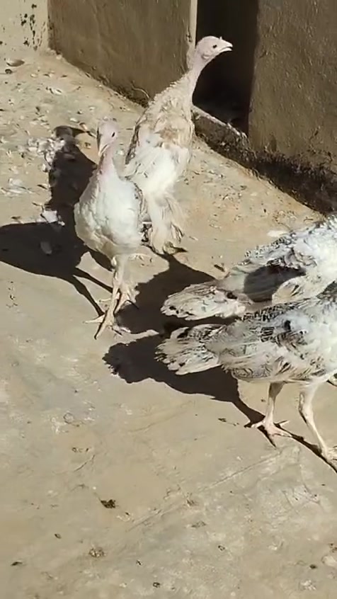 من رخصة مدير كروب 
مكلف بل نشر 
سلام عليكم متاح 7 فسيفسات العمر اربعه اشهر مكان محاويل رقم موبايل ***********
