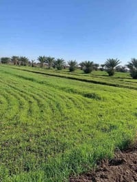 الشيخ عامر بلعيساويه • ٦ دوانم • خدمات كاملة