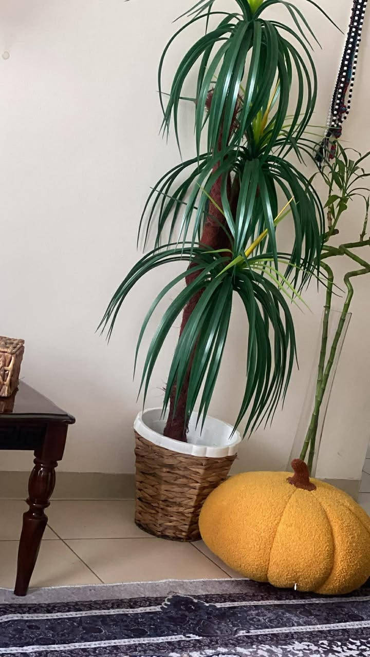 ديوان اخو الجديد اي ضرر مابيه 10مقاعد عراقي ب 300
وطلبلات صاج لامع ب 100 
والاسعار بيهم مجال قليل


**إذا كنت صاحب هذا الإعلان وتريد حذفه لأي سبب، رجاءا أرسل رسالة إلى الدعم الفني**