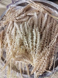 الئ اصحاب البستاين يتوفر لدينا. لقاح نخل.  بكميات خير من الله الي يحب ...