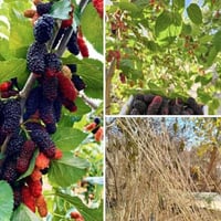 اشجار توت • للبيع • حديقة