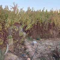 شتل مشمش • قيسي • توصيل الانبار