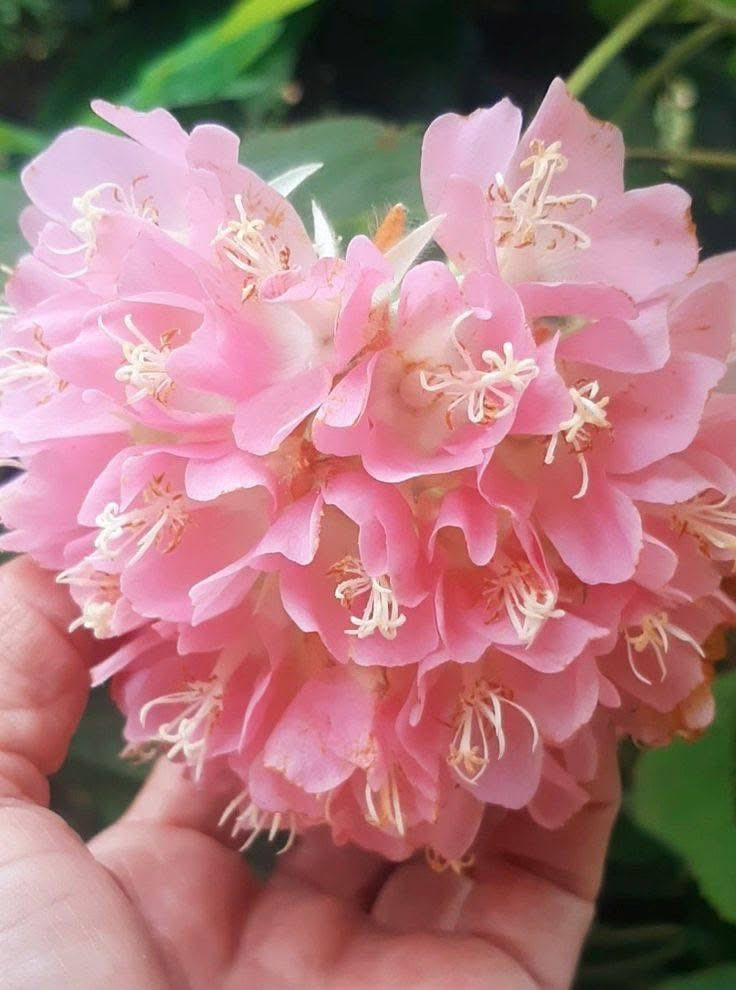 مشتل بيروميا 🌿✨
توفرت شتلات شجرة الدومبيا
Dombeya burgessiae 🌸
💰 السعر: 8 آلاف فقط
📏 الارتفاع: من 60 إلى 70 سم تقريباً
🚚 التوصيل: متوفر لجميع محافظات العراق

🌱 المواصفات:
شجرة زينة رائعة تتميز بأزهارها الوردية الجميلة والمتجمعة بشكل جذاب، تعطي منظر فاخر ومميز للحدائق والبيوت.

☀️ التحمل:
تتحمل الأجواء الحارة وتنجح في الأماكن المشمسة وشبه الظل مع عناية معتدلة.

🌸 الفوائد:
تضيف لمسة جمالية فريدة للمكان، وتتميز بسرعة نمو جيدة وتزهير جميل يجذب الانتباه.

📞 للطلب والاستفسار: ***********
✨ اقتنِ شتلتك الآن وأضف الجمال والرونق إلى حديقتك ✨
