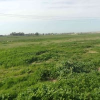 اكو ٧دونم للبيع منطقه شارع مطار سعر مناسب كلش رخيص بلاش قريب عل شارع ش...