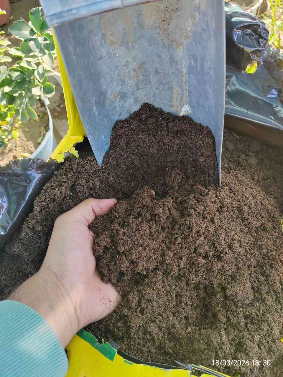📢 وصول أفضل تربة زراعية ألمانية احترافية (فلورا غارد)  🇩🇪🌱
​لكل محبي الزراعة المنزلية والسنادين، وفرنا لكم التربة الألمانية الأصلية من شركة Floragard العالمية، وهي الخيار الأول للمزارعين المحترفين لضمان نجاح أي نبات.
​لماذا تعتبر هذه التربة الأفضل لكل نباتاتك؟
​✅ شاملة وعامة: مصممة لتناسب جميع أنواع النباتات (الخضروات، نباتات الزينة الداخلي والخارجي، والأشجار).
✅ خفيفة ومثالية: تمنع اختناق الجذور وتسمح لها بالنمو والانتشار بسرعة وبقوة.
✅ معقمة 100%: تضمن لك بيئة نظيفة خالية من الفطريات، الحشرات، وبذور الأعشاب الضارة.
✅ غنية بالأسمدة: تحتوي على خلطة مغذيات (NPK) وعناصر صغرى جاهزة لدعم النبات فور زراعته.
✅ خزان رطوبة: تحافظ على رطوبة الجذور لفترة طويلة، وهذا يقلل من حاجة النبات للسقي المتكرر في جونا الحار.
​استخداماتها الواسعة:
​إنبات جميع أنواع البذور (خضروات، فواكه، ورد).
​تجذير العقل لضمان نجاح التكاثر.
​تغيير تربة السنادين القديمة أو تكبير حجمها.
​تحسين تربة الحديقة بخلطها مع الزميج لزيادة الخصوبة والمسامية.
​💰 السعر: 3,000 دينار فقط للكيلو الواحد!
​📍 العنوان: الحساوية - مجاور ملعب الشعب.
⏰ أوقات العمل:
​صباحاً: من 9:00 إلى 12:00
​عصراً: من 3:00 إلى صلاة المغرب
​📞 للتواصل والاستفسار:
​***********
​***********
​بإدارة: محمد عماد
أهلاً وسهلاً بكم في مشتلنا.. جرب التربة الألمانية وشوف الفرق بعينك! 🌿✨
