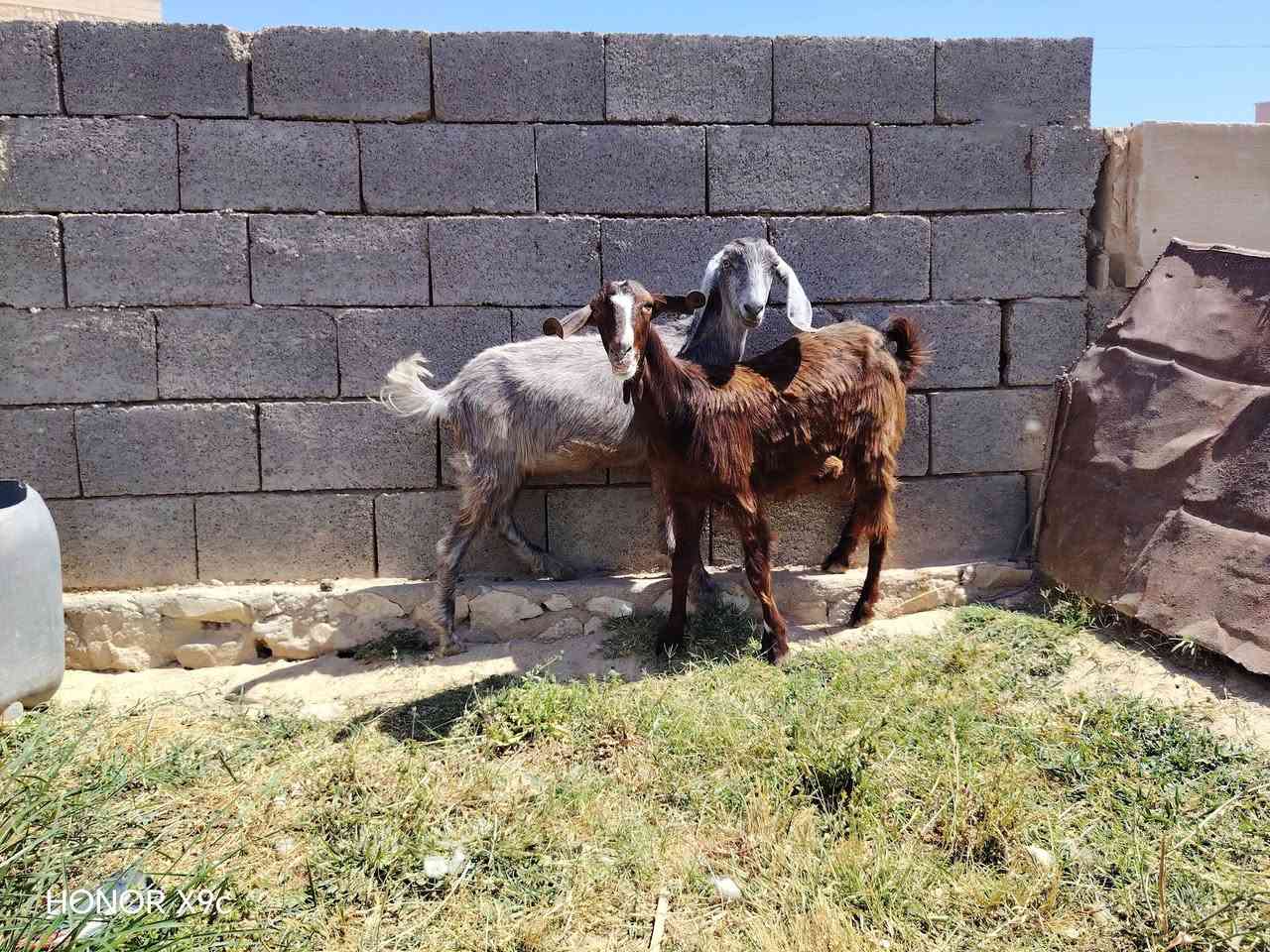 بسم الله تبارك الرحمن 
اخوان وين جنايه ع لحلال نضيف متاح زوج جذاع شوامي سوريات مال جنيه جمات خشنات حلوات معالفات وحدا والده بطن وحده شرط ماوالده وياهن فحل ماعرفن عنهن شي مال بيت ماشالله عليهن شراي يتصل ويدلل مكان الانبار حديثه *********** وبي واتساب وحياكم الله
