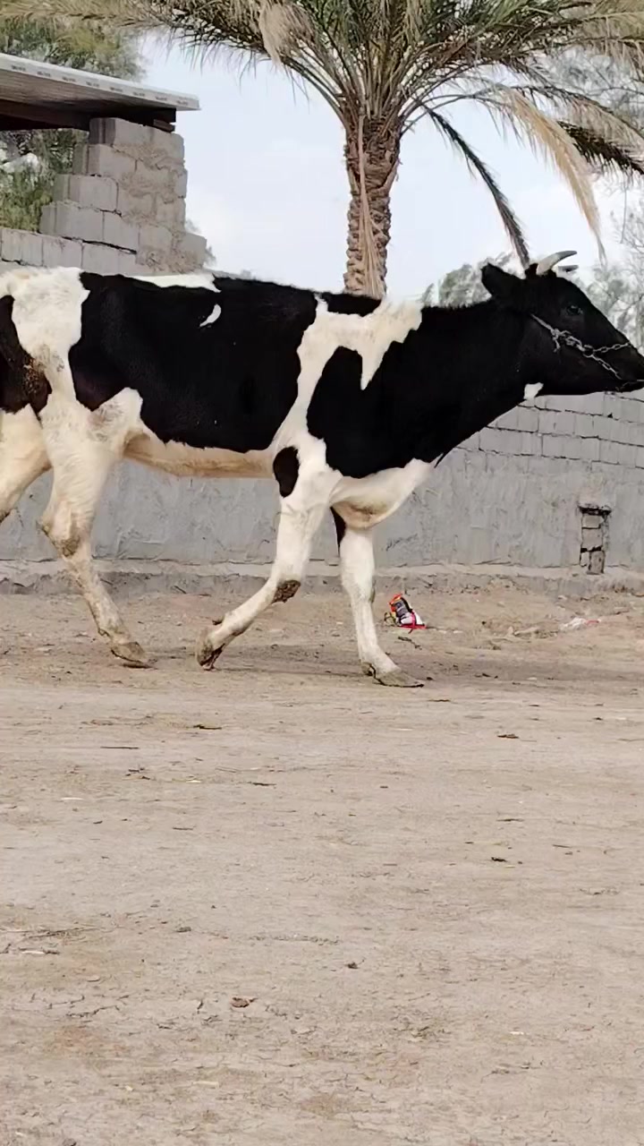 يا الله هوايش لبيع فريزيات بلاديات وراهن باجير فريزيات بلاديات وحدة ماخذه لفحل صار 6 تشهر مفحوصه سونار حلوه وخشنه وثانيه شهرين ونص صاحبات مواعين وشطر حرات يواحد يحلبهن مجنيات مالات جناي شرط لحليب ودسامه خير من الله هوايش مالات بيت مشروطات كافه شروط لجني لسعر2500 وثانيه 2850 لمكان بابل شوملي لسفسار ***********
