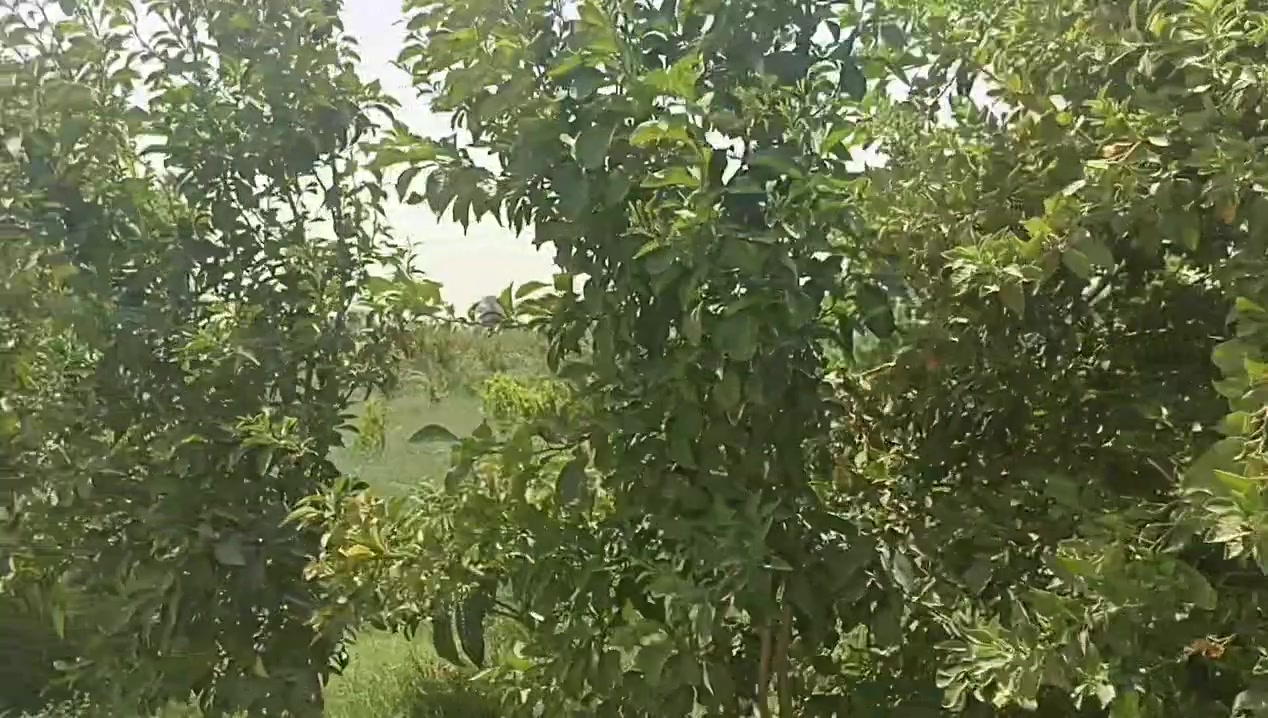 سلام عليكم يتوفر دونم ونص طابو سند 25 تحويل ثاني يوم بسم المشتري العنوان المدائن الجعاره شارع سيد علي 3 
كافة الخدمات متوفر تفاصيل الاتصال وبيك خير ودلل بدارة أبو فهد العيساوي ***********
