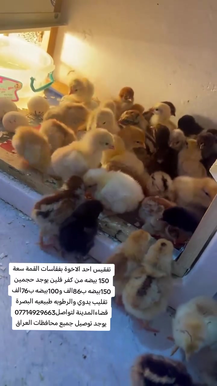 السلام عليكم
يوجد حجمين 150بيضه ب86الف و100بيضه ب76الف تقليب يدوي والرطوبه طبيعيه البصرة قضاءالمدينة لتواصل*********** يوجد توصيل جميع محافظات العراق
