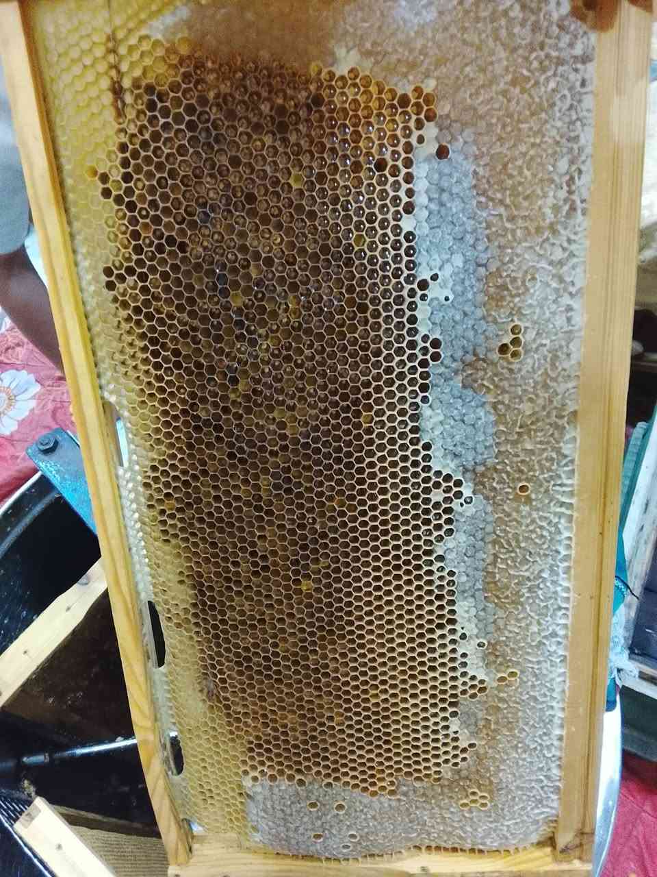 بسم الله وعلى بركة الله
تم فرز عسل اليوكالبتوز الابيض العطري ما شاء الله تبارك الرحمن طعم ورائحة ولون. مفيد جدا للجهاز التنفسي وكذلك يقوي المناعه والجسم بصورة عامة. 
فرز جديد من منحلي المتواضع 
٣٠ /٥/ ٢٠٢٦ المصادف ١٣ / ذو الحجة / ١٤٤٧
تجي تأخذ وترحملي عليه


**إذا كنت صاحب هذا الإعلان وتريد حذفه لأي سبب، رجاءا أرسل رسالة إلى الدعم الفني**