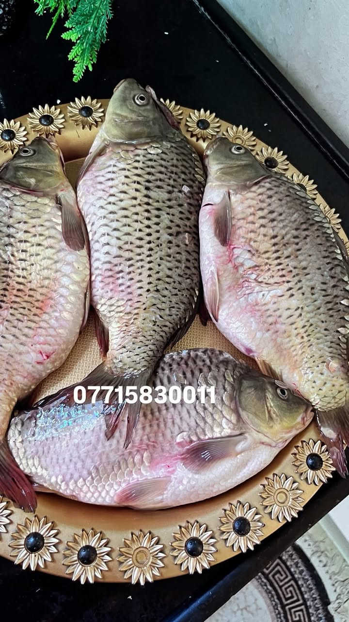 سمك كاريبي ناعم  كيلو 5750
سمك خشن كيلو ب6000

***********
