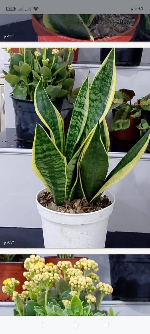 نبااتات ضليه دائميا بأنسب الاسعار يوجد لدينا توصيل جميع مناطق كركوك لل استفسار مراسلة الصفحه


**إذا كنت صاحب هذا الإعلان وتريد حذفه لأي سبب، رجاءا أرسل رسالة إلى الدعم الفني**