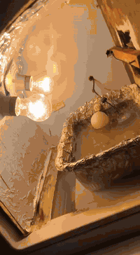 فقاسة • ٢٥٠ بيضة • ديالى مجمع حمرين