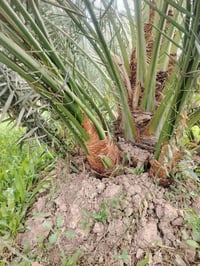 يا الله.  السلام عليكم. موجود فسائل برحي أحجام خشنة للبيع الراغب بالشر...