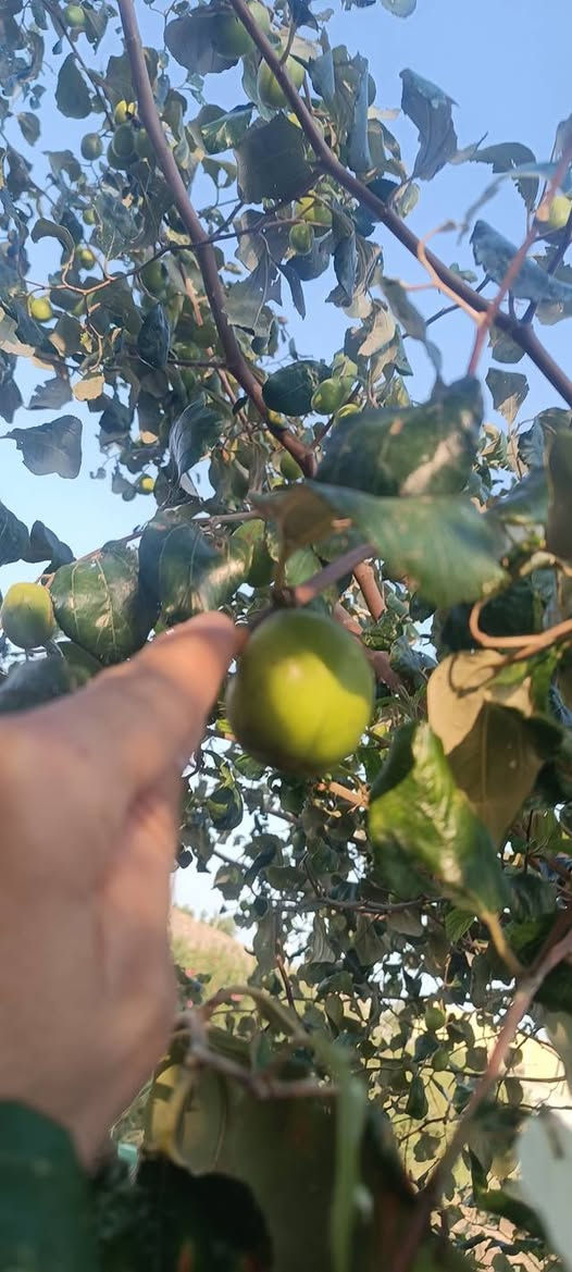 تطعيم نبگ تفاحيه  عرموطيه سعر العود ١٠ ألاف
شرط الأنتاج

ميسان العماره     ‏‪0788 758 3929‬‏
