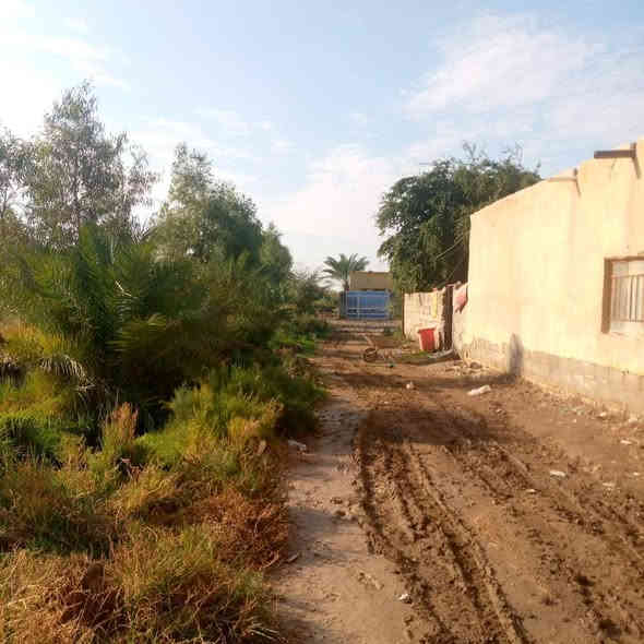 متاح 🔴قطعه ارض زراعيه للبيع 5+ دونم واكثر مع اربع بيوت بلوك 🏠🏡🏡🏡 جاهزه لسكن  ناصريه قضاء الرفاعي  شارع تبليط🛣 محوله خاصه 🎛)» امام البيوت بستان🌿🌻🍀 يحتوي علا اكثر من 🤏🏻60نخله 🌴نوع جيد ومثمر 🍒 (وبحيره اسماك🐟 🐟) استفسار ع الارقام التالية 👈🏻/‏‪ ***********
 787 365 5860‬‏/‏// ‪ ‏‪0787 365 5860‬‏
