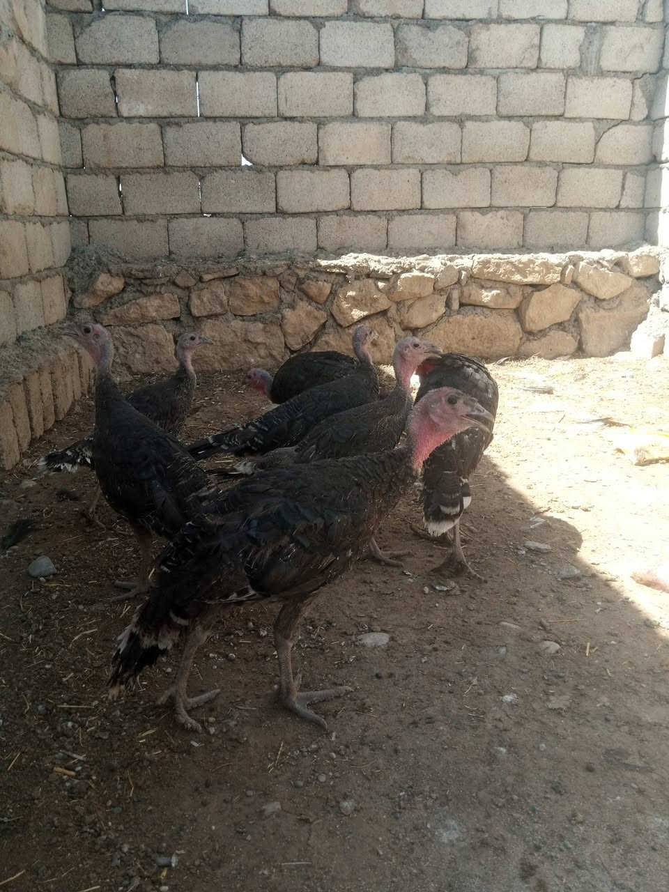 السلام عليكم ورحمه صوصي علو للبيع فول العدد 30 الواحد على 20 نهايته اتصال على الخط *********** ناحيه العياضيه قريه خرمر

