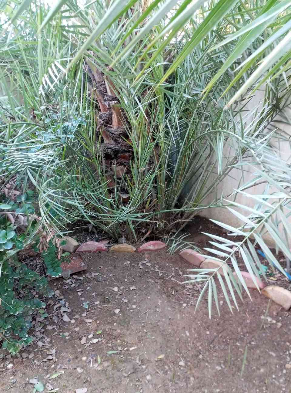 فسايل للبيع نوع رطب الخضراوي


**إذا كنت صاحب هذا الإعلان وتريد حذفه لأي سبب، رجاءا أرسل رسالة إلى الدعم الفني**