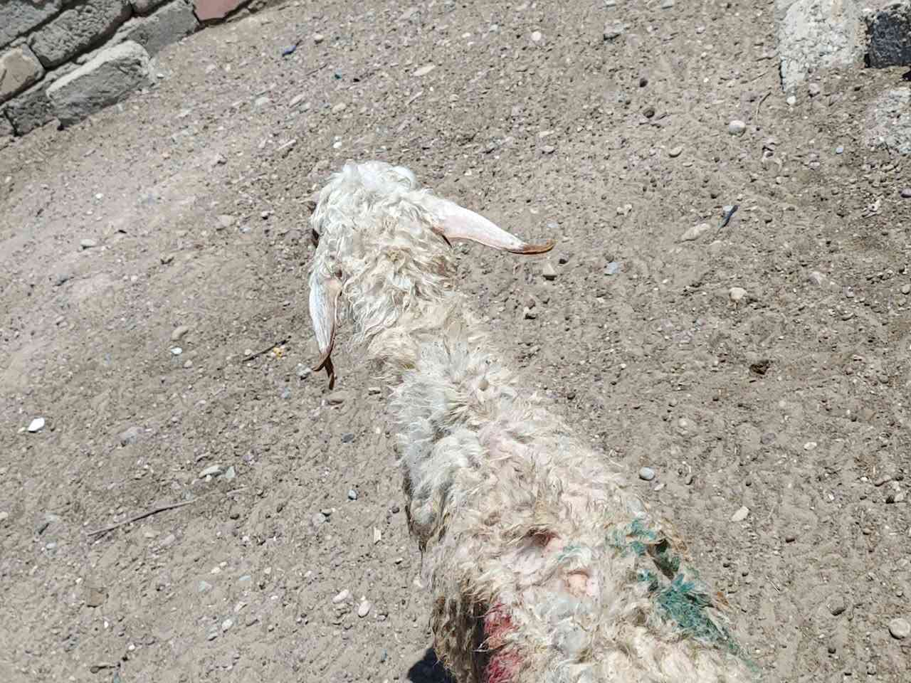 يوجد دجه ماوالده مال ذبح 13كيلو لحم سعر 125 الف المكان بيجي حي العصري رقم الهاتف ‏‪***********‬‏
