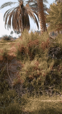 شاطئ للبيع المساحه 1300 العرض 11 متر للاستفسار*********** مع النخيل.. العنوان الحواتم ...
