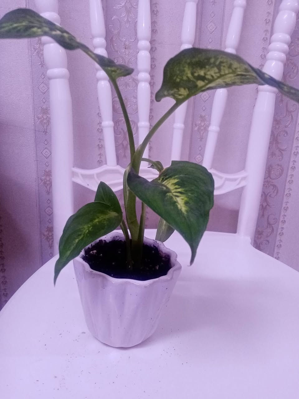 زرع طبيعي ماءي قاروره زرع بلتربه سعر حسب حجم السندانه والقاروره


**إذا كنت صاحب هذا الإعلان وتريد حذفه لأي سبب، رجاءا أرسل رسالة إلى الدعم الفني**