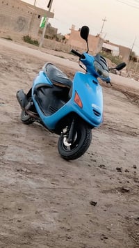 فراشه فحل • بابل • مجال