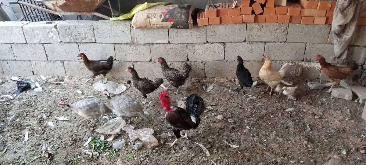 متاح دجاج ثمانيه مع ديك ابو رقيبه مع شيني اثنين مع وز العدد 6 المكان ديالى السعديه رقم***********

