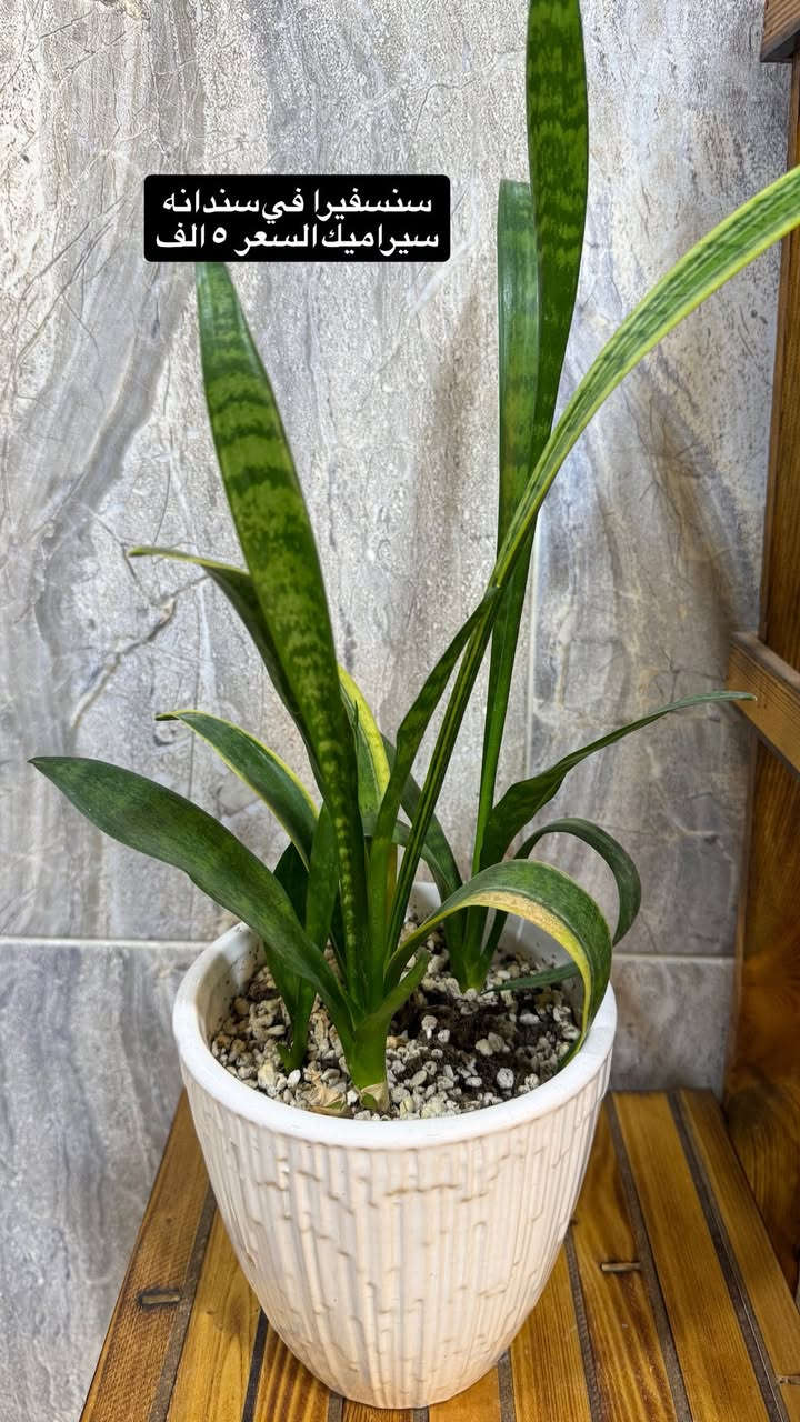 نباتات داخلية للبيع
لبلاب ▪️كاريزيا▪️ مكحلةبنفسجي ▪️ وسنسفيرا


**إذا كنت صاحب هذا الإعلان وتريد حذفه لأي سبب، رجاءا أرسل رسالة إلى الدعم الفني**