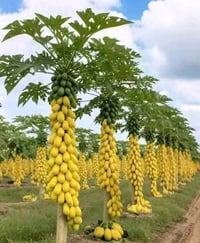 بذور بابايا • البصرة • ٥٠+ بذور
