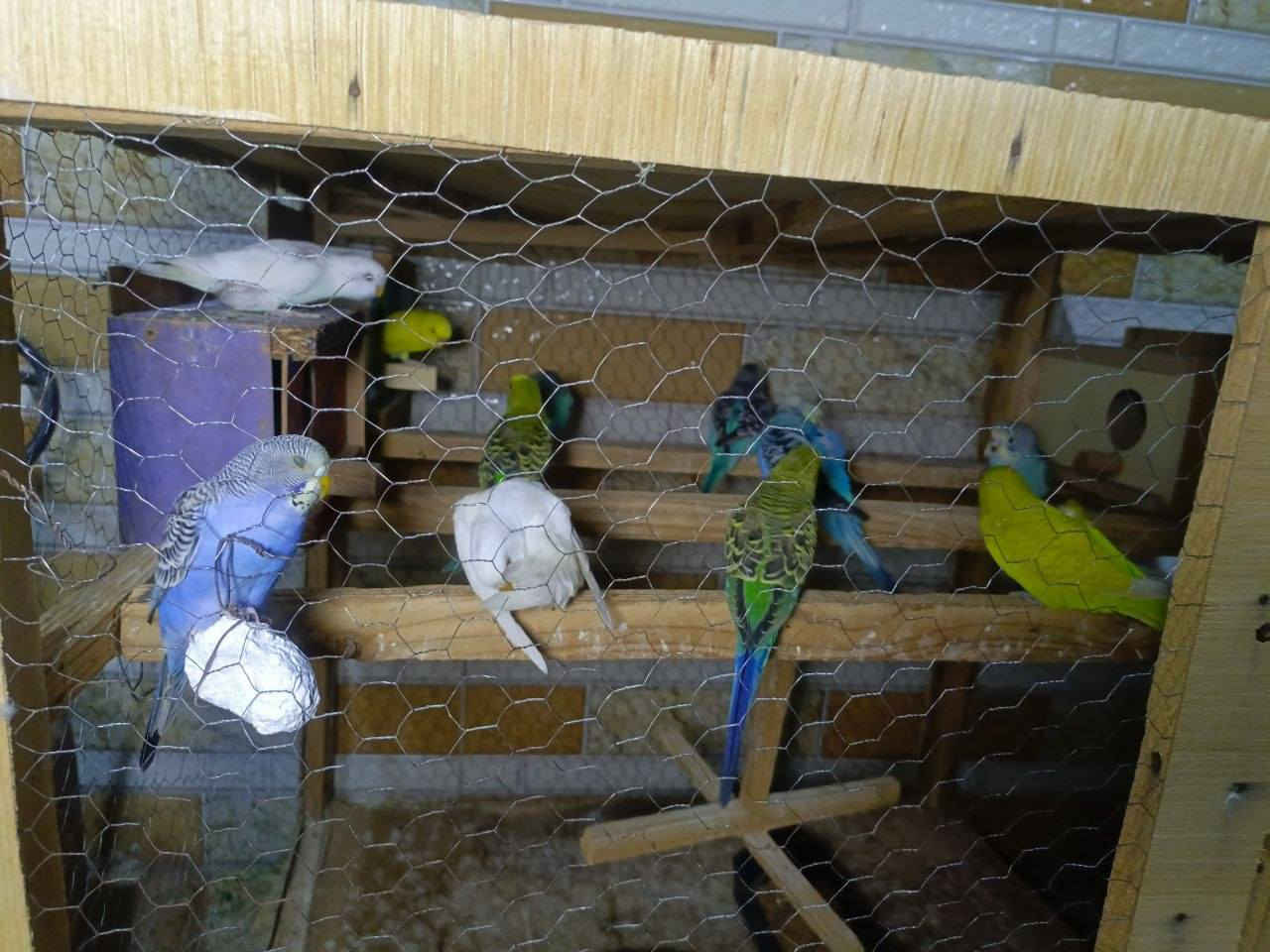 سلام عليكم
طيور حب للبيع بيهن عاديات وبيهن هولندي


**إذا كنت صاحب هذا الإعلان وتريد حذفه لأي سبب، رجاءا أرسل رسالة إلى الدعم الفني**