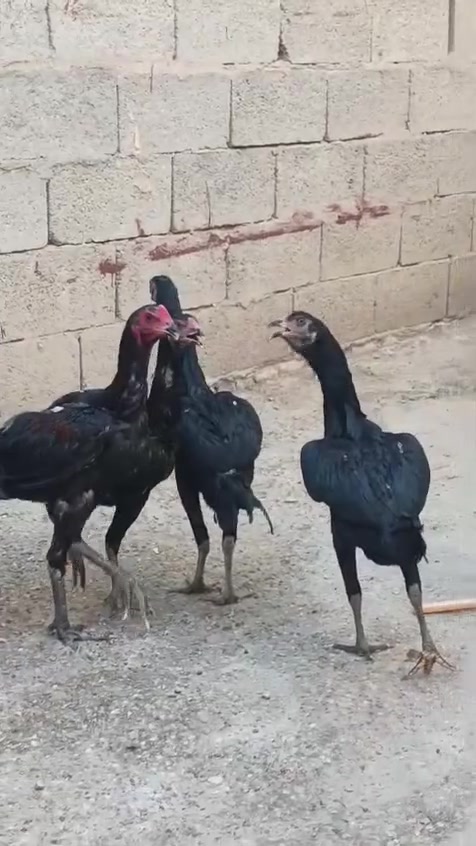 يالله
فراري نوع أوشامو الاماني ضخمات عمرهن خمس اشهر العدد سته دجاجات وديج 
مكاني الرفاعي التفيج 
التواصل راسلني خاص


**إذا كنت صاحب هذا الإعلان وتريد حذفه لأي سبب، رجاءا أرسل رسالة إلى الدعم الفني**
