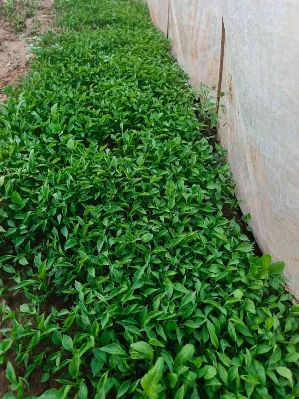 السلام عليكم
يوجد شتل فليفله
للتواصل ***********
