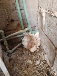 للبيع • على الوحدة • معلومات قليلة