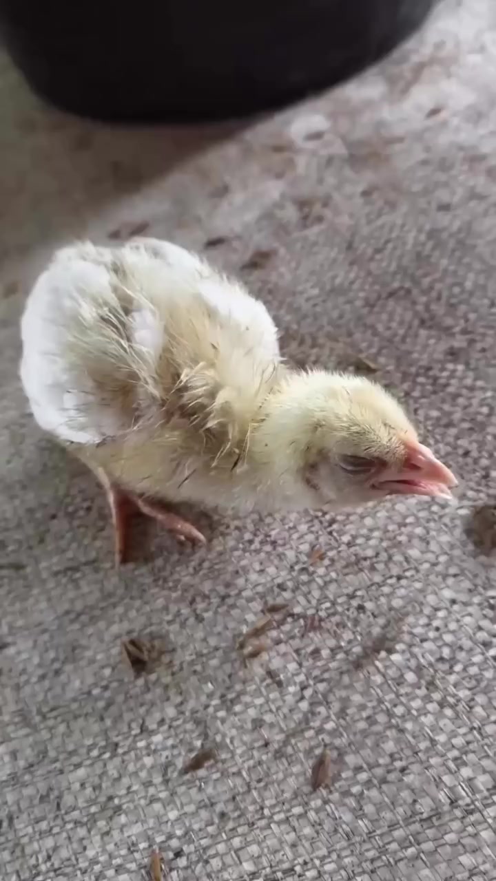 الاضطرابات التنفسية في الدواجن تُعد من أكثر المشكلات شيوعاً في الحقول، وغالباً ما تكون ناتجة عن عدوى بكتيرية مختلطة تبدأ بالميكوبلازما ثم تتفاقم مع مسببات أخرى، مما ينعكس على التنفس، استهلاك العلف، ومعدلات النمو.

ضمن إدارة هذه الحالات تطرح شركة سما الهدهد منتج:

TILMICODEM® 25

يحتوي على Tilmicosin phosphate بتركيز علاجي يتميز بانتشار جيد في أنسجة الجهاز التنفسي، ويساعد في السيطرة على المسببات المرتبطة بالإصابات التنفسية مثل:
Mycoplasma spp.
Pasteurella multocida
Haemophilus paragallinarum
Streptococcus spp.

🔰 فعالية واضحة ضد الميكوبلازما المرتبطة بحالات CRD
🔰 دعم السيطرة على الإصابات التنفسية المختلطة

للطلب والاستفسار:
الموزع الحصري في العراق – شركة سما الهدهد
🚩 بغداد – السنك
📞 ***********

#delos_medica #سما_الهدهد
